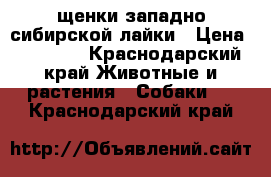 щенки западно сибирской лайки › Цена ­ 12 000 - Краснодарский край Животные и растения » Собаки   . Краснодарский край